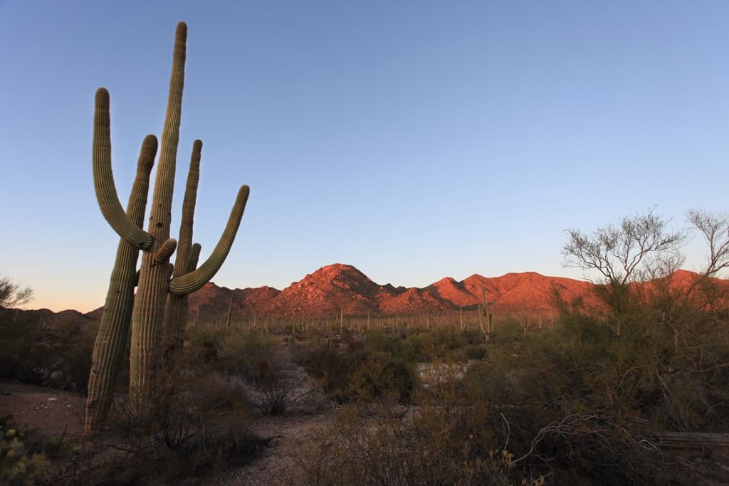 Saguaro Cactus