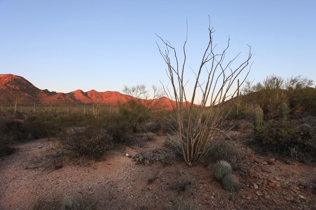 Ocotillo