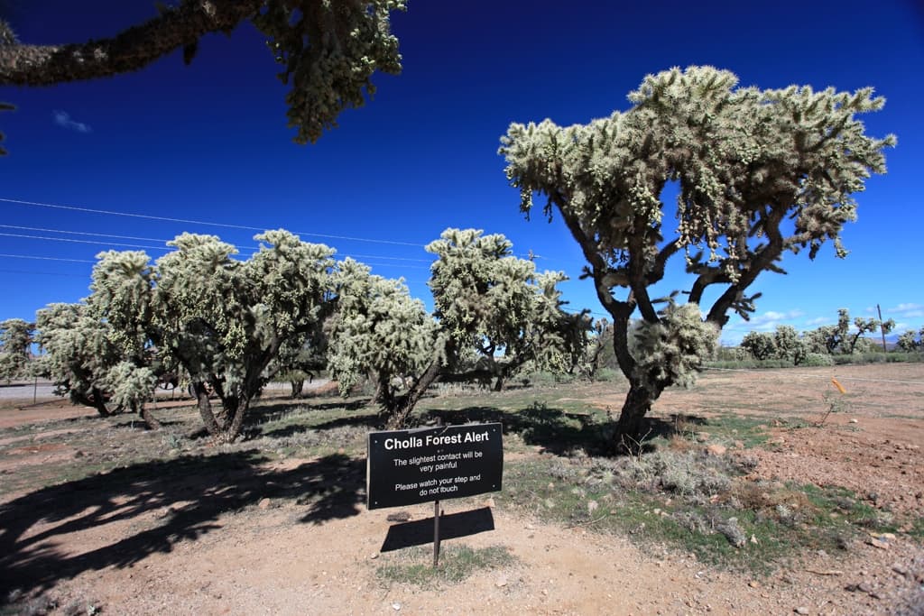 Cholla Trees