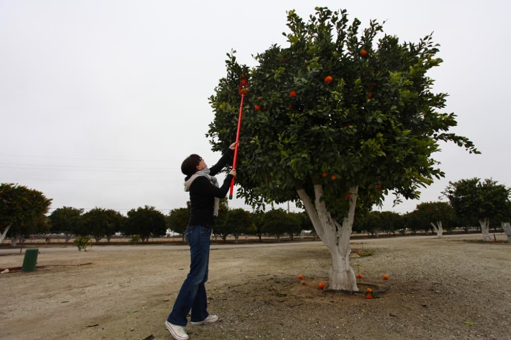 Alana Orange Picker