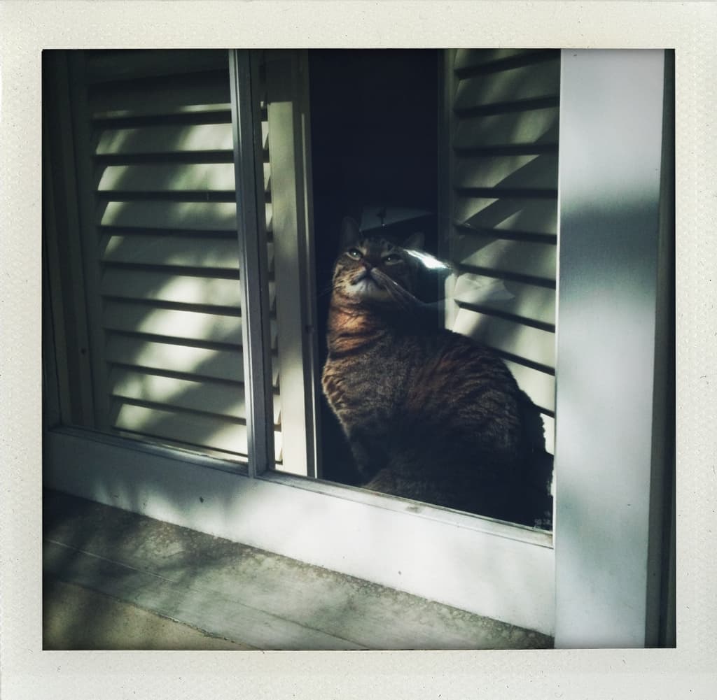 French Quarter Cat