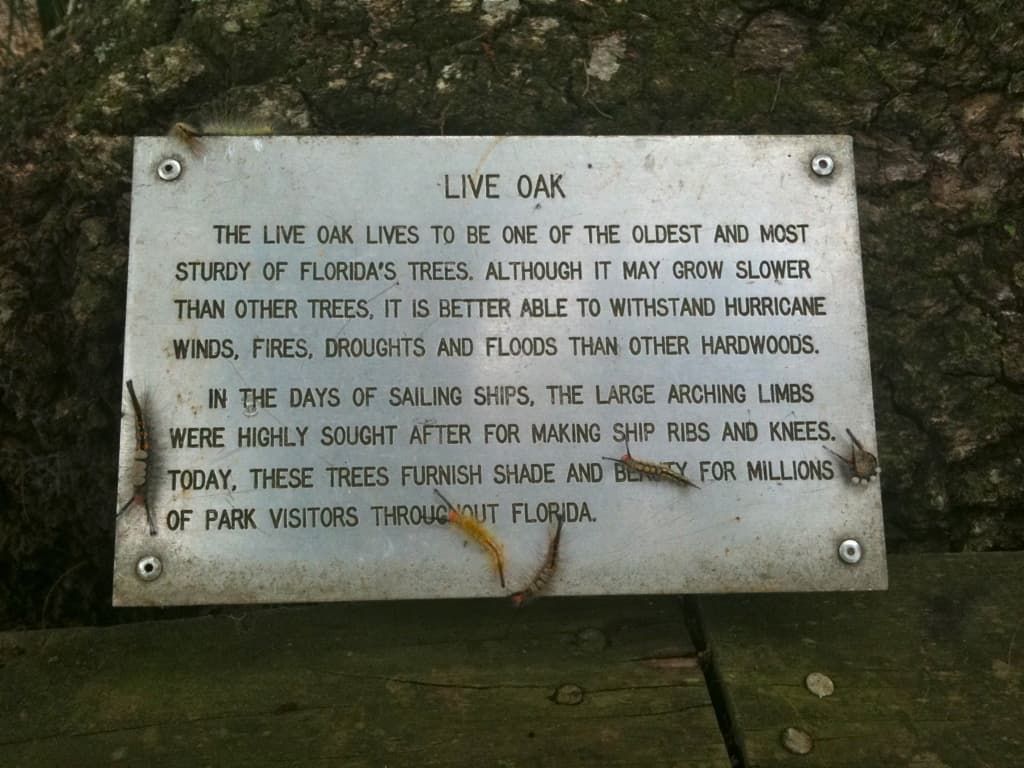 Live oak caterpillars