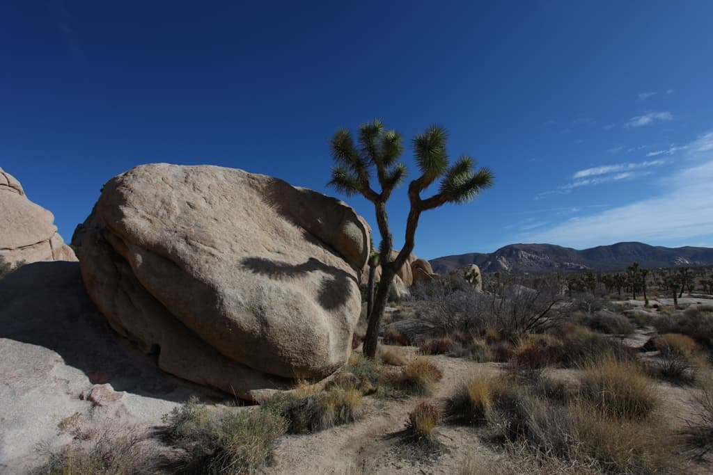 Joshua Tree