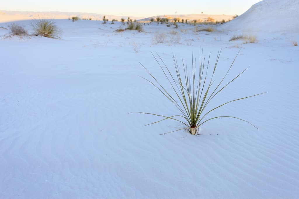White Sands Flora