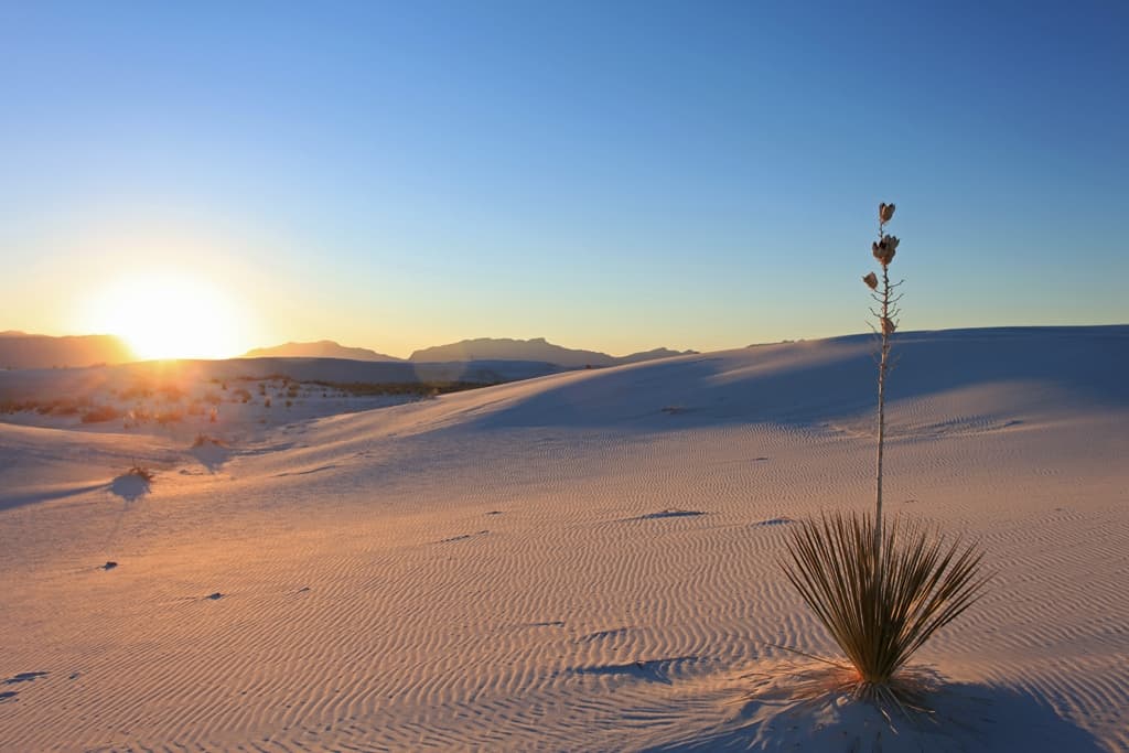 Yucca at Sunset