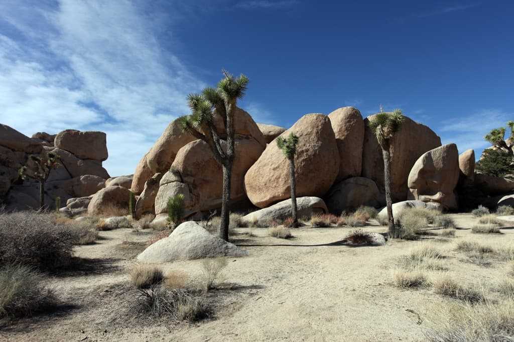Joshua Tree