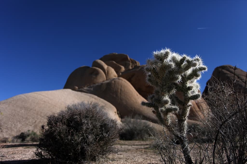 Cholla at Joshua Tree