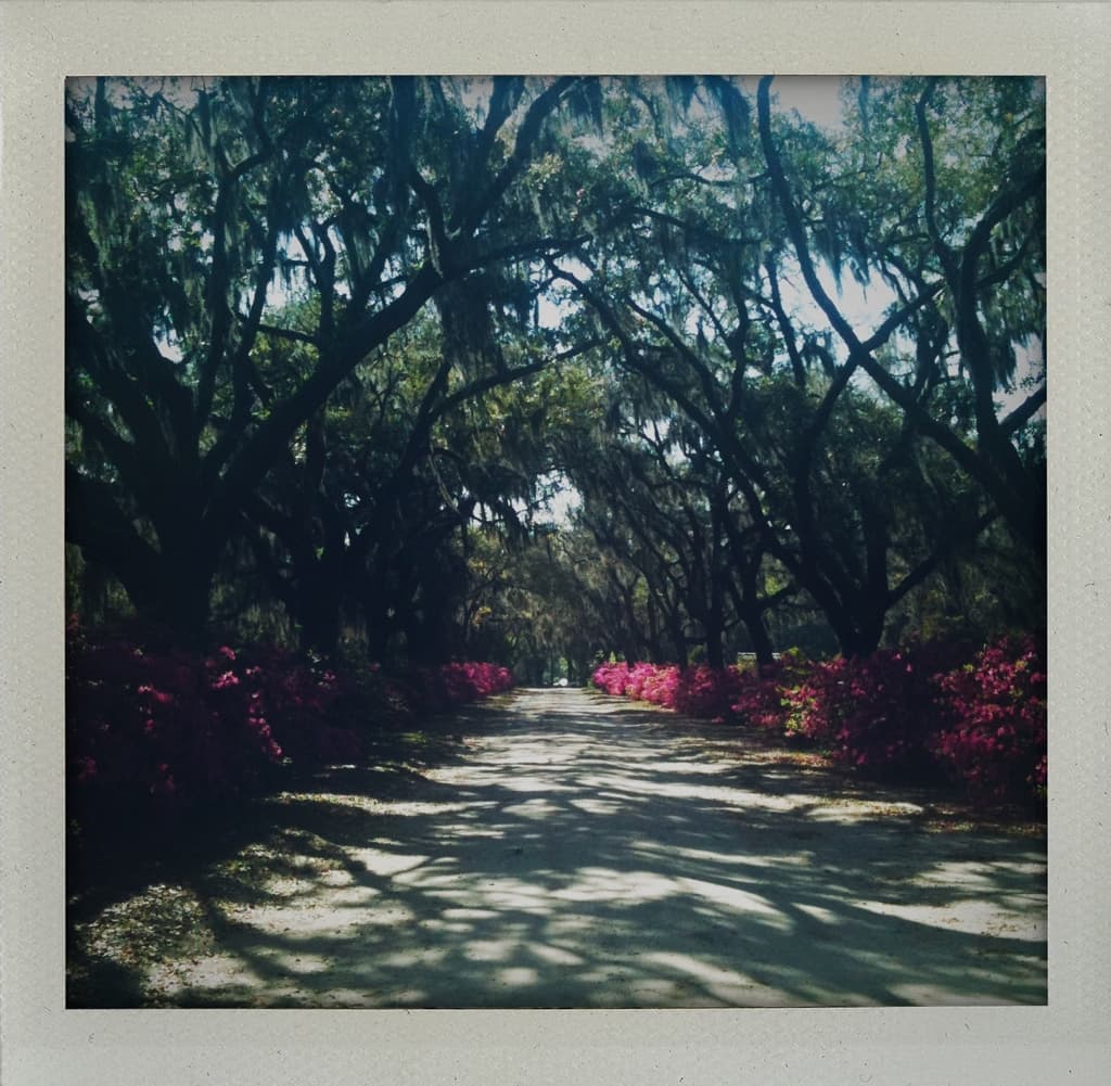 Bonaventure Cemetery