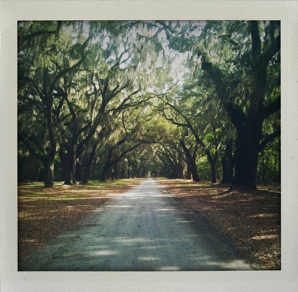 Mile and a Half Oak Alley