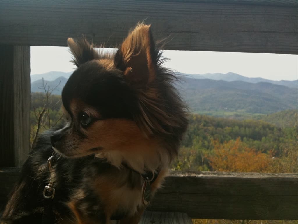 Mountain Dog