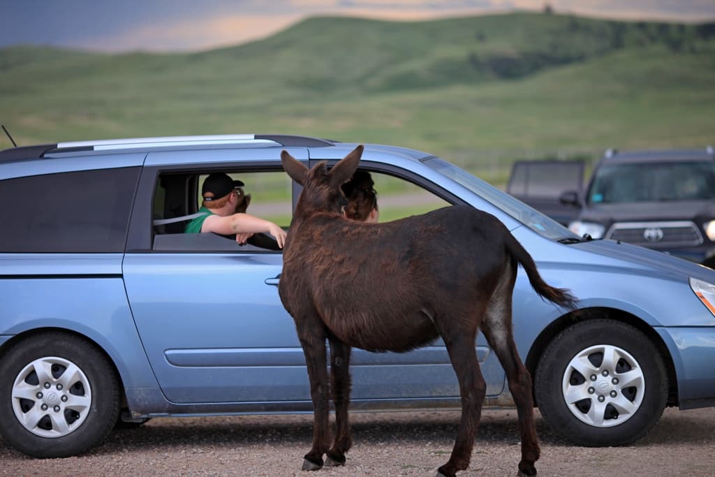 Demanding Donkey