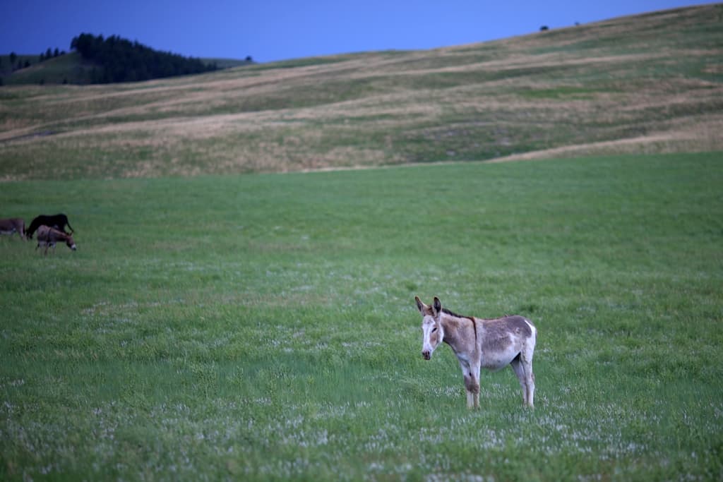 Lone Burro