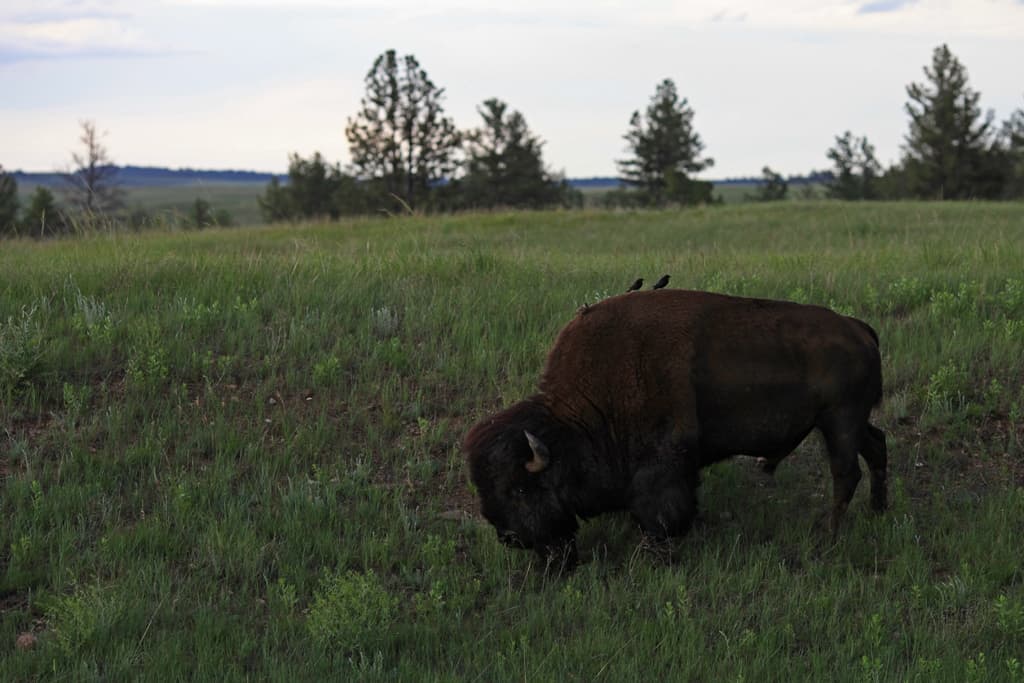 Bison