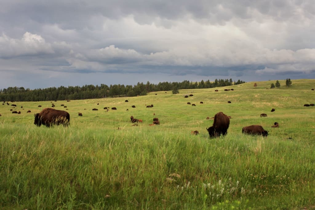Huge Bison Herd