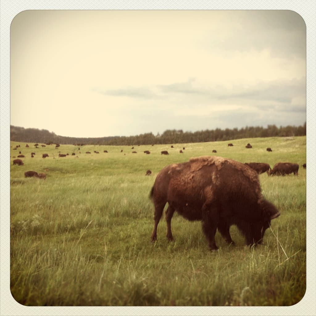 Bison
