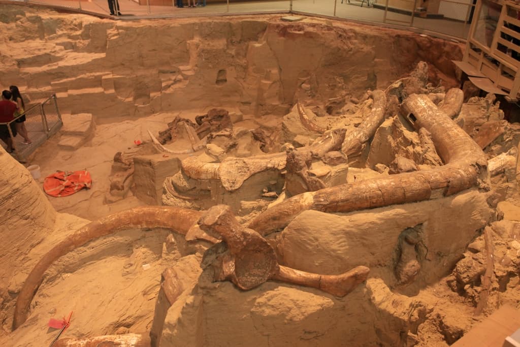 Mammoth Tusks