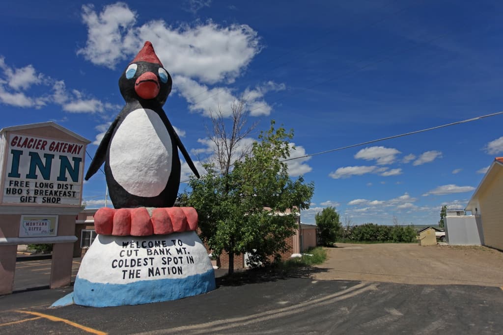 The Coldest Penguin in America