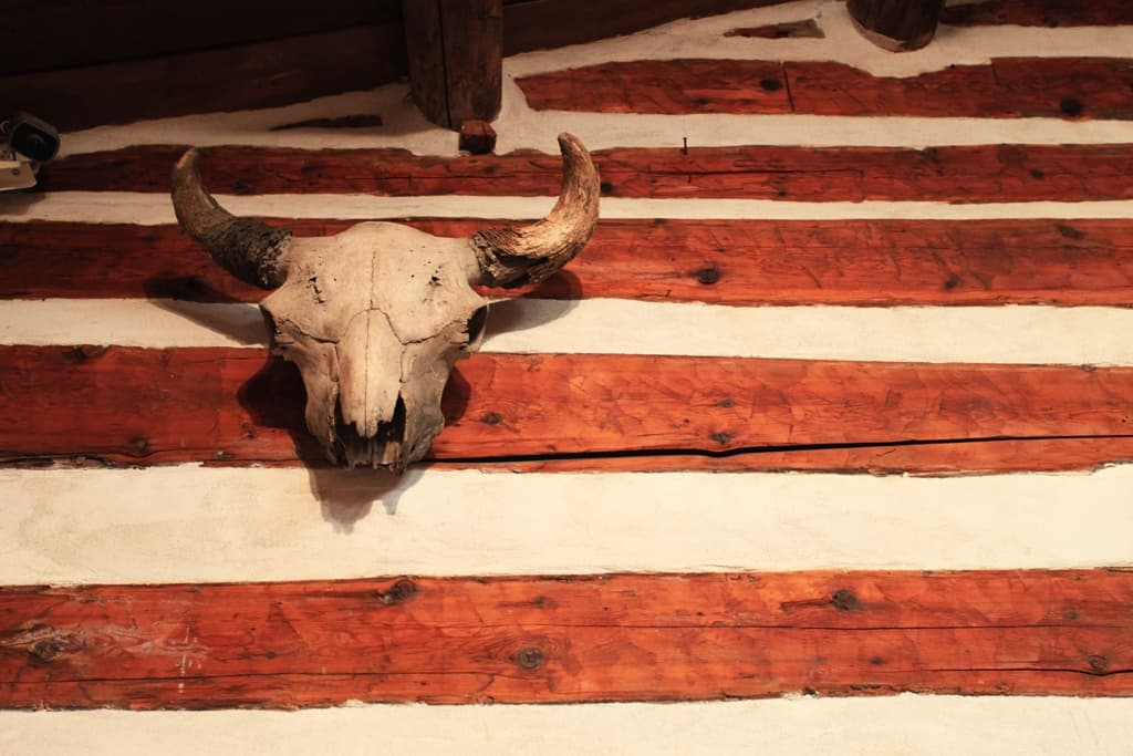 Buffalo Skull