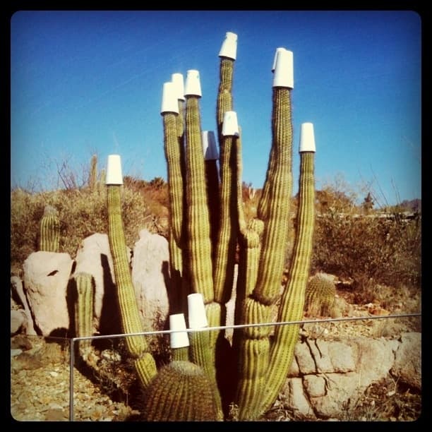 Cactus Fez