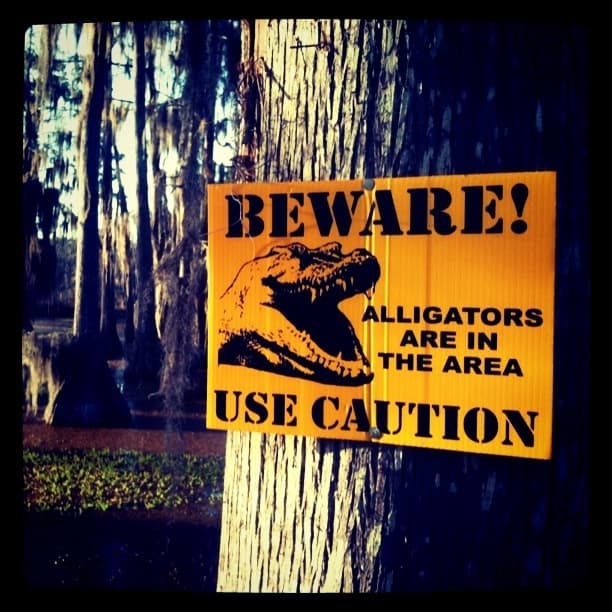 Alligators In the Area