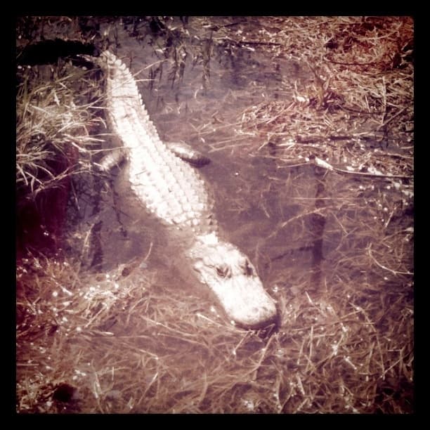 Approaching Gator