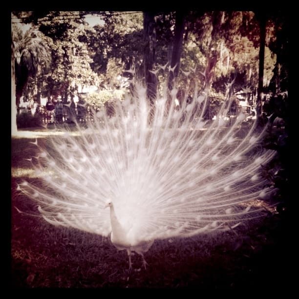 The White Peacock