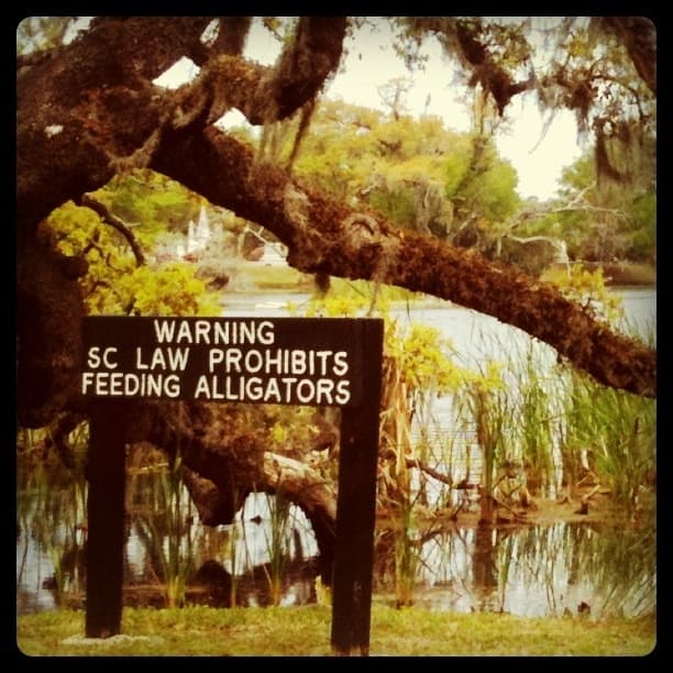 Illegal to Feed the Gators