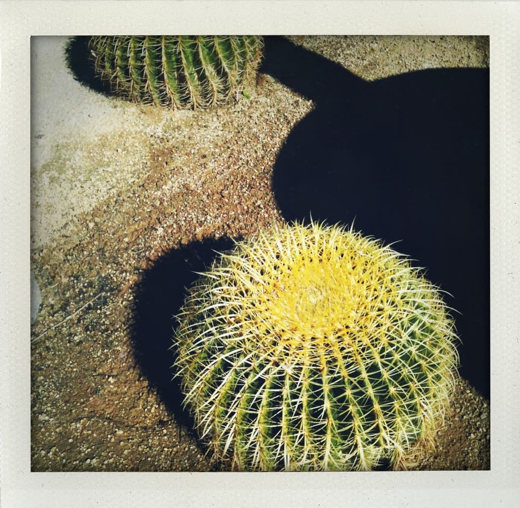Salton Sea Cacti