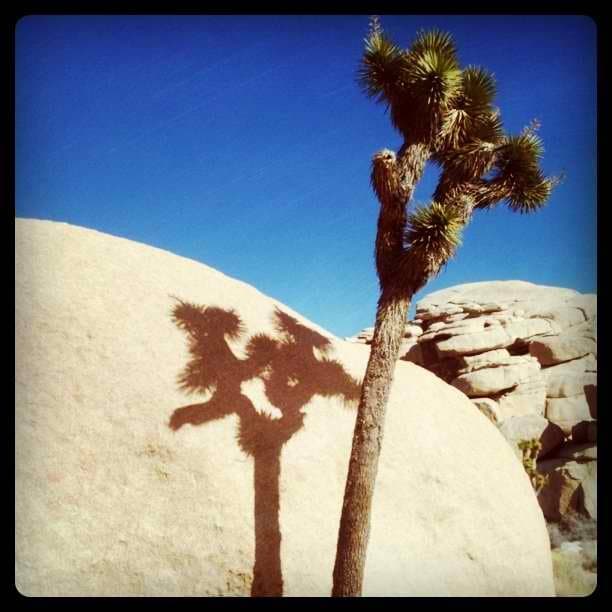 Joshua Tree