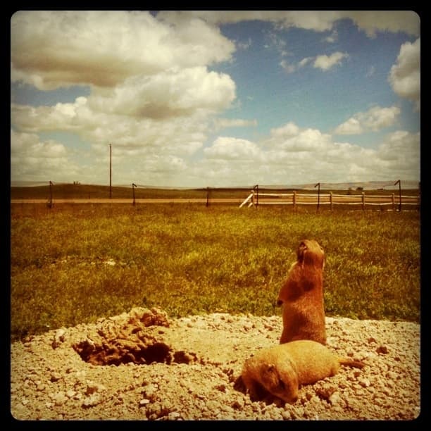 Prairie Dogs