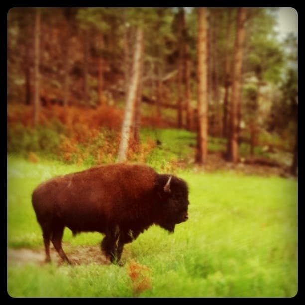 Roadside Buffalo