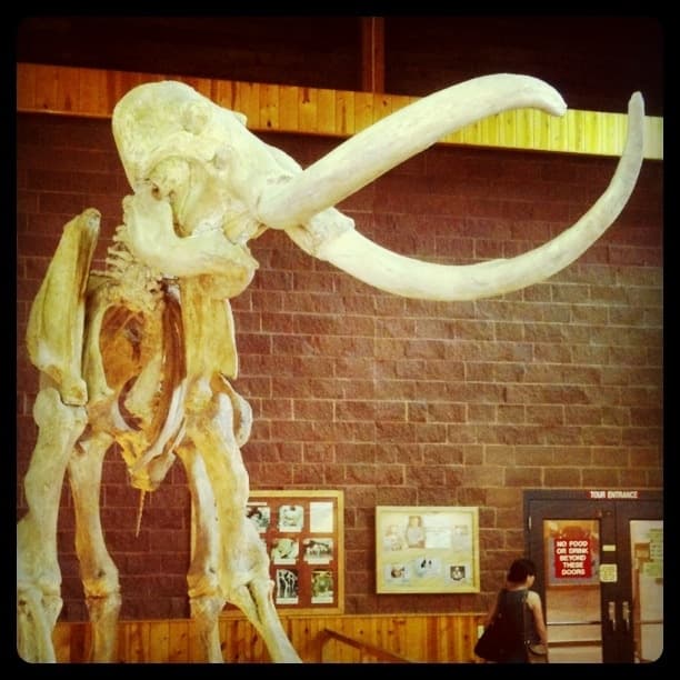 Mammoth Skeleton