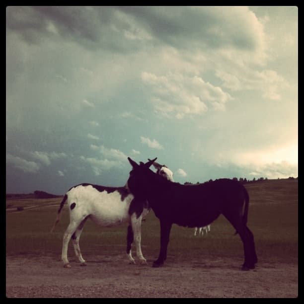 Wild Burros