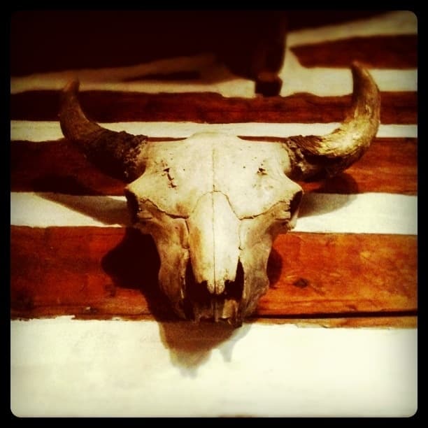 Buffalo Skull