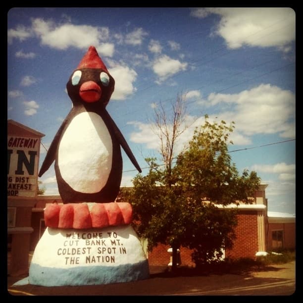 Coldest Penguin in America