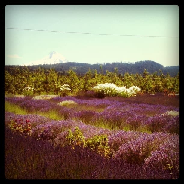 Lavender Under Mt Hood