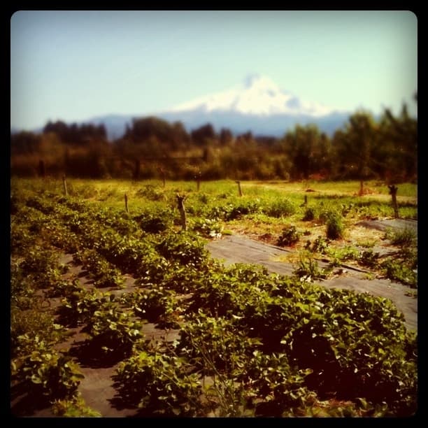 Strawberry Mt Hood