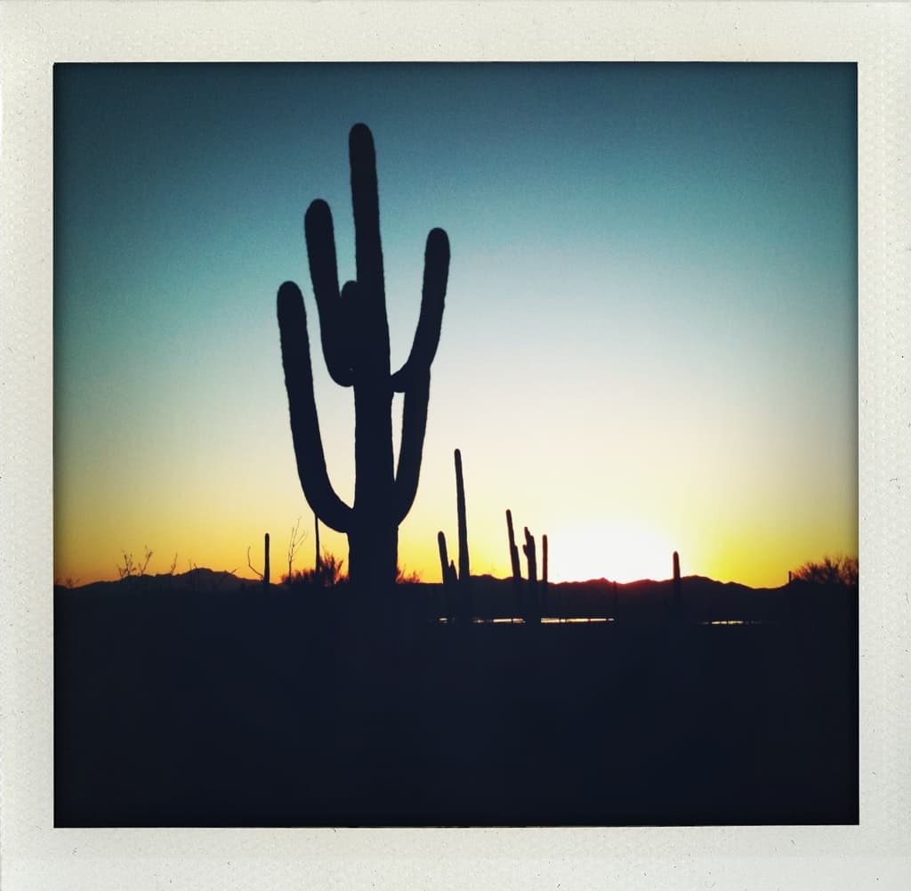 saguaro national park