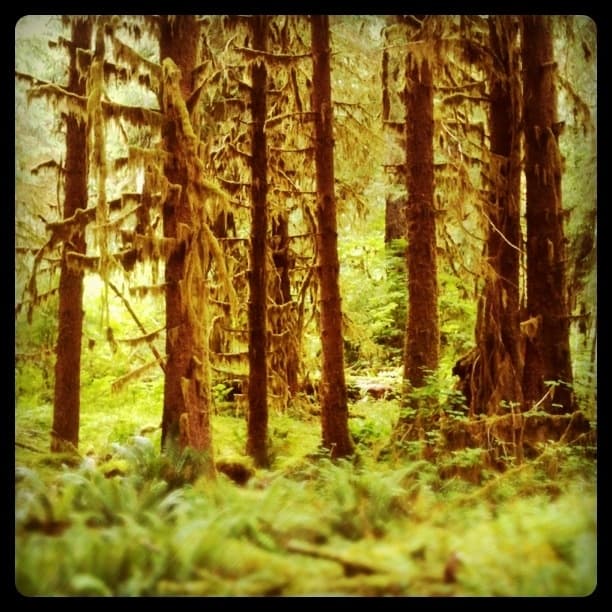 The Hall of Mosses