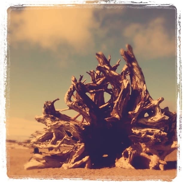 Roots