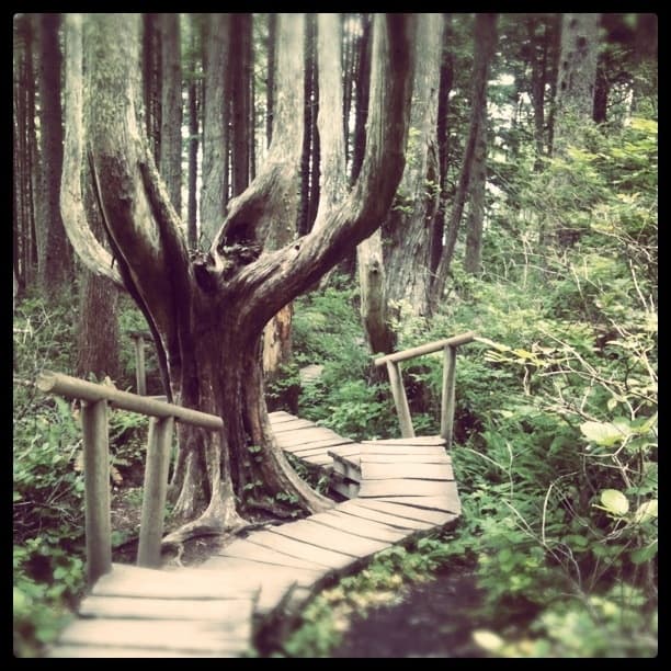Trail to Cape Flattery