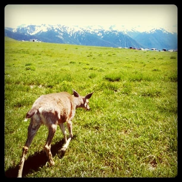 Olympic Deer
