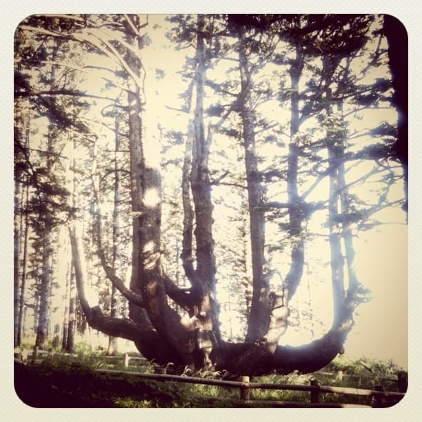 Octopus Tree