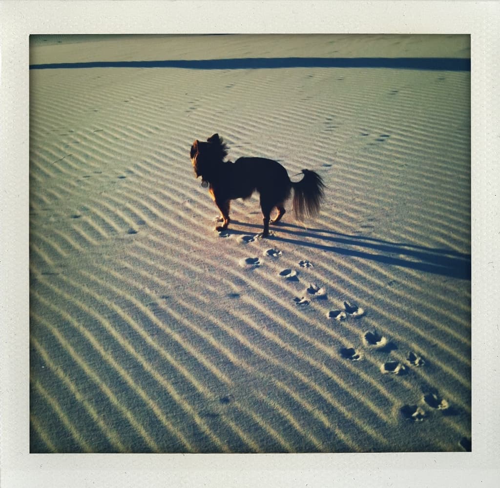 dogs love sand