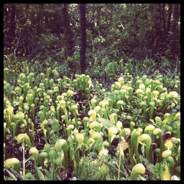 Darlingtonia Bog