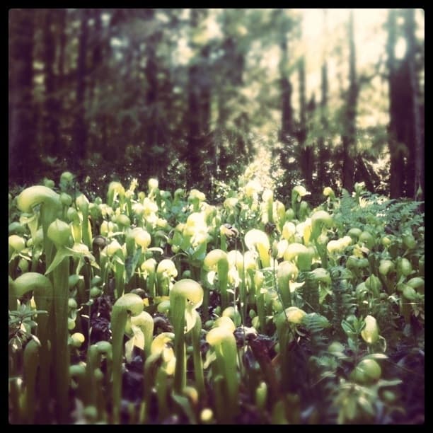 Darlingtonia Bog