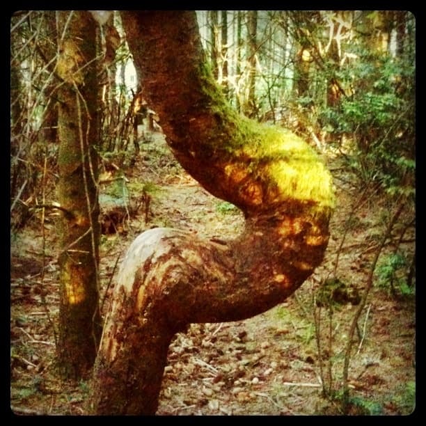 Curvey Tree