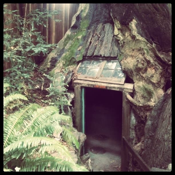 The Eternal Treehouse