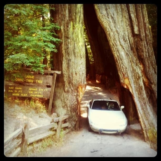 The Drive Thru Tree
