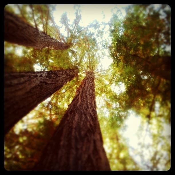 Cathedral Tree